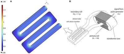 A General Theoretical Framework to Study the Influence of Electrical Fields on Mesenchymal Stem Cells